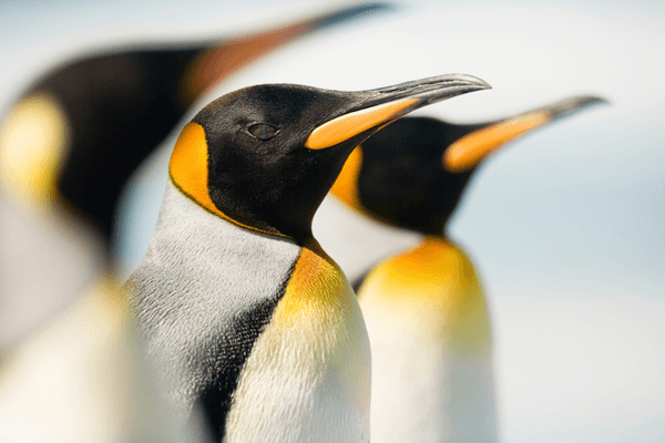 Why do you need an immigration lawyer for a sponsor licence application?